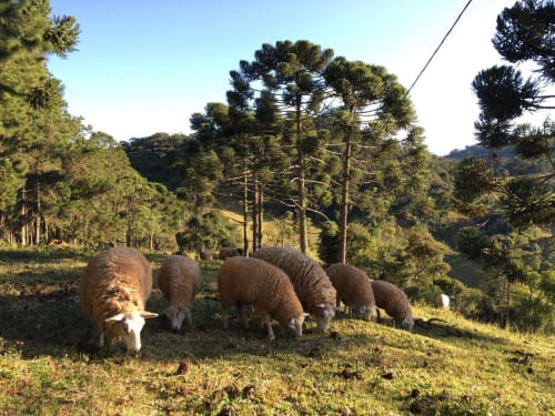 Ovelhas pastando na encosta do hotel Paraíso nas Montanhas em Campos do Jordão, com vista para a floresta de pinheiros e vale