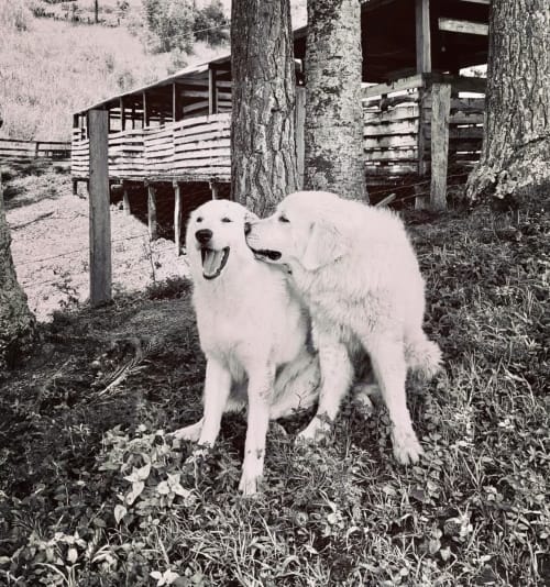 Dois cães brancos na vila Paraíso nas Montanhas em Campos do Jordão com estruturas rústicas e paisagem montanhosa
