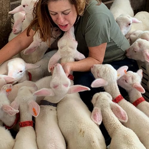 Mulher brincando com pequenas cabras brancas na vila Paraíso nas Montanhas em Campos do Jordão