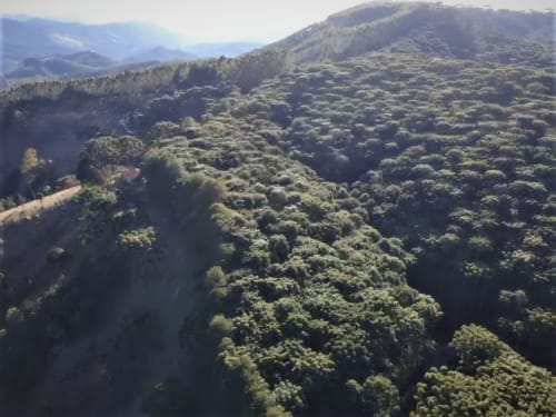 Paisagem montanhosa exuberante com florestas densas e colinas ondulantes em Campos do Jordão, Brasil - vista do Paraíso nas Montanhas