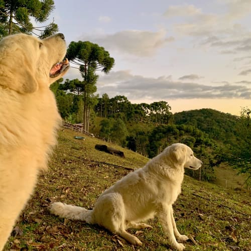 Dois golden retrievers na encosta da villa Paraíso nas Montanhas com vista para as montanhas em Campos do Jordão