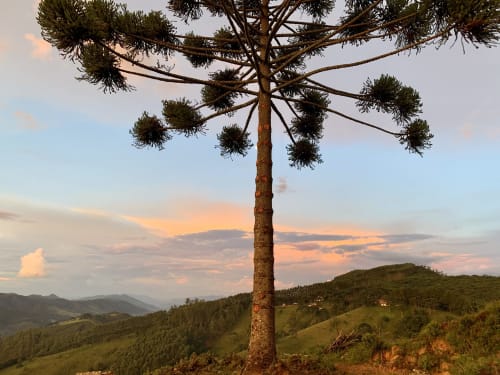 Araucária imponente contempla montanhas exuberantes e céu ao entardecer no hotel Paraíso nas Montanhas em Campos do Jordão