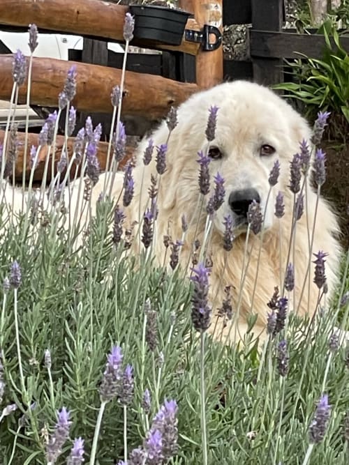 Cão branco entre flores roxas de lavanda na vila Paraíso nas Montanhas em Campos do Jordão