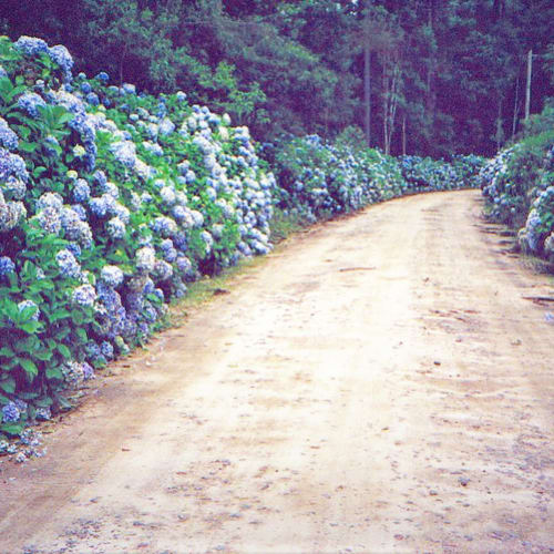 Caminho de terra ladeado por hortênsias azuis e brancas atravessando a floresta de montanha de Campos do Jordão no Paraíso nas Montanhas