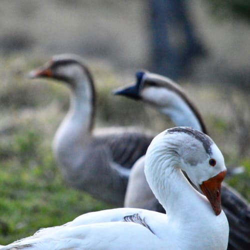 Gansos brancos pastando nos campos da villa Paraíso nas Montanhas em Campos do Jordão