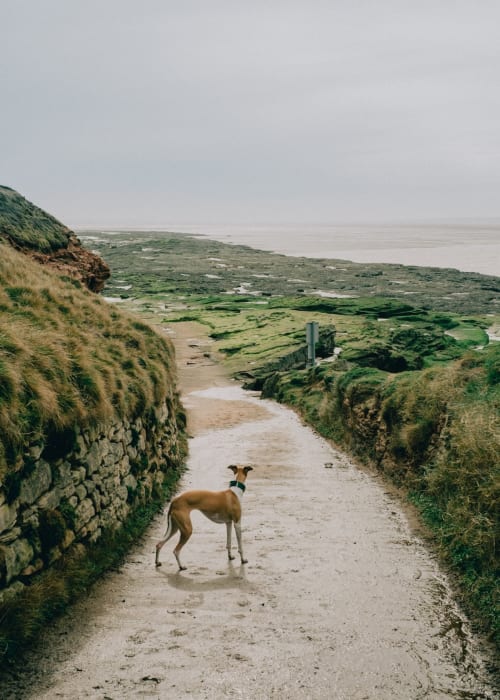 Dog on coastal path overlooking green fields and sea near West Kirby, Wirral