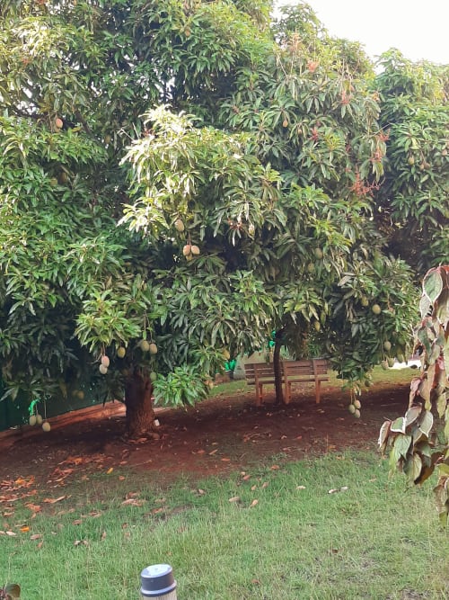 Lush mango trees with hanging fruit in the garden of Residence de Vacances Mon Refuge, Les Anses d'Arlet Martinique