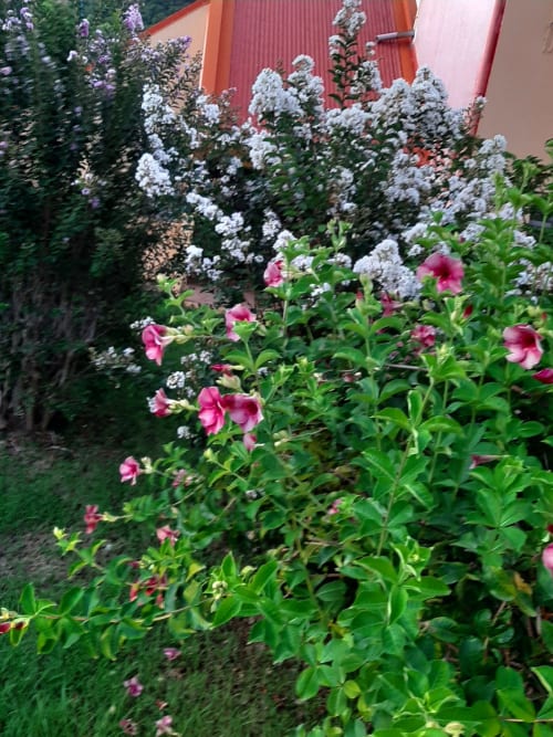 Vibrant garden at Résidence de Vacances Mon Refuge with pink petunias and white flowering plants against colorful