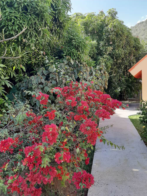 Vibrant red bougainvillea flowers line the pathway at Residence de Vacances Mon Refuge garden in Martinique