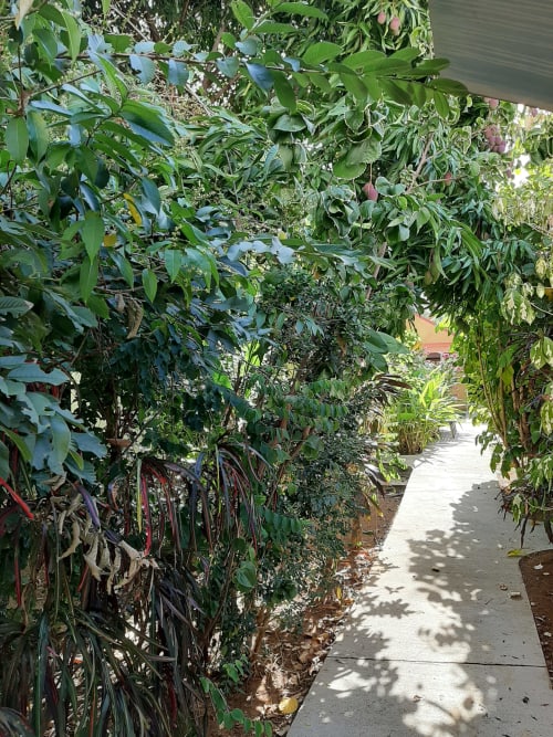 Lush garden pathway at Residence de Vacances Mon Refuge, Les Anses d'Arlet, with tropical vegetation and shaded walkway
