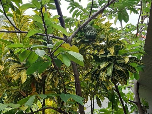 Lush tropical garden view with green foliage and flowering plants at Residence de Vacances Mon Refuge, Martinique