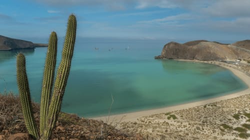 Bahía turquesa con playa de arena bordeada por altos cactus, cerca del Hotel Boutique BajaReal en La Paz