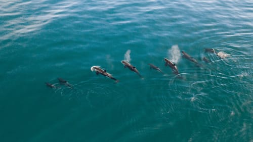 Vista aérea de una manada de ballenas nadando en aguas turquesas cerca de La Paz, Baja California Sur