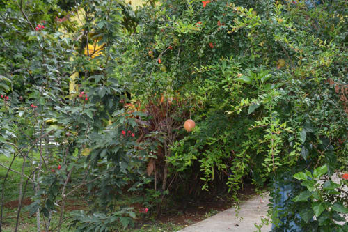 Lush garden pathway at Residence de Vacances Mon Refuge in Martinique with flowering plants and tropical vegetation