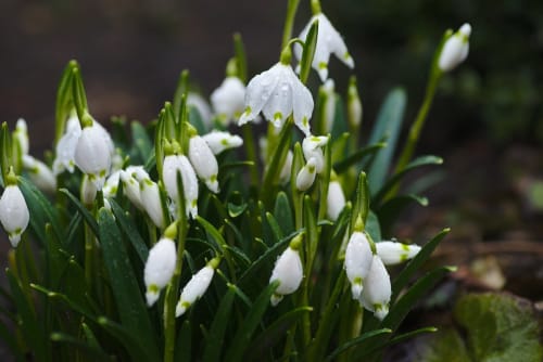 Delicate white snowdrops with green stems in early spring bloom at Hilltop Seaview Apartment, Wicklow