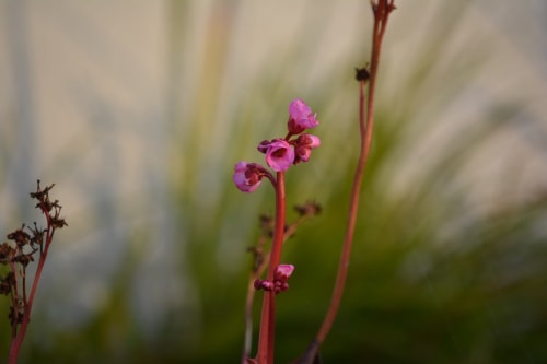 Delicate pink flowers on red stems with blurred green grass background at Hilltop Seaview Apartment, Wicklow