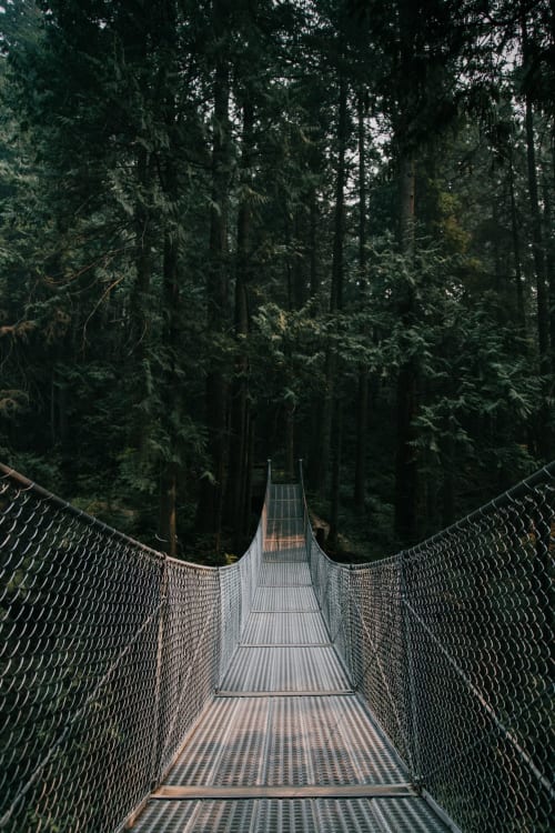 Suspended bridge through dense forest canopy in Wicklow, Ireland