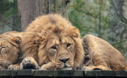 Jeune lion au repos au zoo près du Gîte La Grange à Neuf-Brisach, France