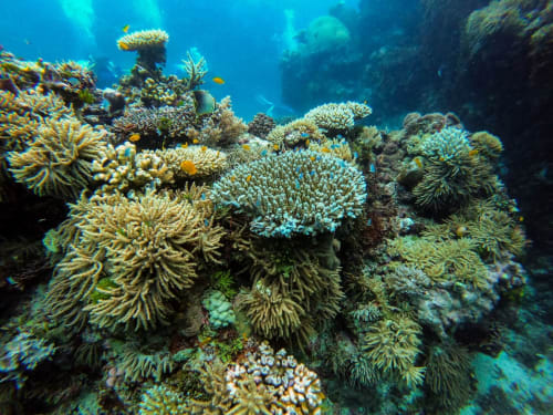 Vibrante arrecife de coral con corales amarillos y verdes, peces tropicales cerca de Cancún, destino de exploración submarina