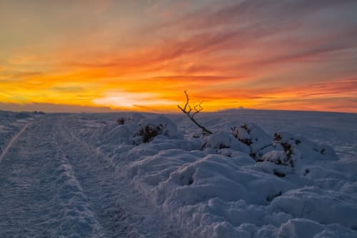 Snow-covered moorland at sunset near Guisborough with bare tree silhouettes