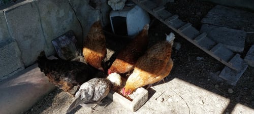 Chickens and rooster in farmyard at Les Gites de Campardon, Monties, France