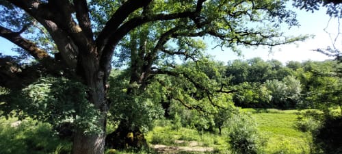 Ancient oak trees shade a lush green meadow at Les Gites de Campardon, a countryside bed and breakfast in Monties, France