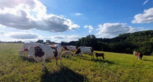 Brown and white cattle grazing in green pasture at Les Gites de Campardon, Monties France