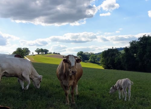 Cattle grazing in green pastures at Les Gites de Campardon, a countryside B&B in Monties, France