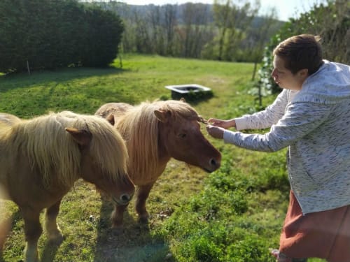 Woman feeding miniature horses at Les Gites de Campardon in Monties, France countryside