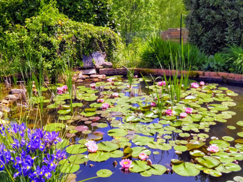 Tranquil pond garden at Les Gites de Campardon in Montres, France with pink water lilies, blue irises and lush green