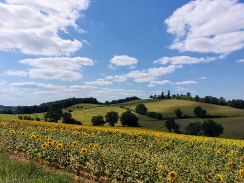 Golden sunflower field with rolling green hills near Les Gites de Campardon, Monties France