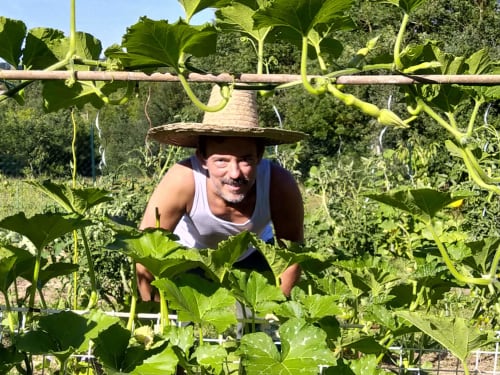 Man harvesting vegetables in garden at Les Gites de Campardon, Monties France