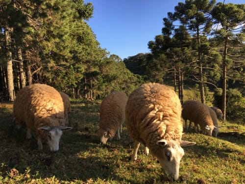 Ovelhas pastando na verdejante pastagem da serra na vila Paraíso nas Montanhas, Campos do Jordão