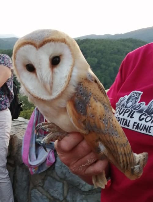 Chouette effraie tenue lors d'une expérience de découverte de la faune à Le Mas de Trépeloup, Alès France