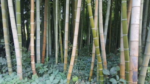 Bosquet de bambous au Mas de Trépeloup, gîte de charme à Alès en France