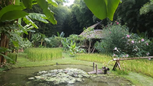 Bassin zen du gîte Le Mas de Trépeloup à Alès, entouré de plantes tropicales