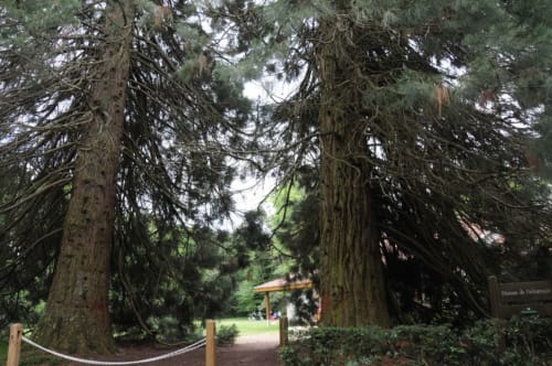 Tree-lined pathway at Les Gites de Campardon, a French bed and breakfast in Monties with mature conifers and rustic charm