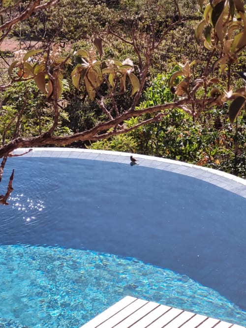 Visitas constantes de passáros que se hidratam aqui na Villa, principalmente na época da seca.