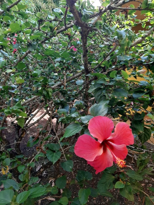 Vibrant red hibiscus flower blooming in the garden at Residence de Vacances Mon Refuge, Les Anses d'Arlet, Martinique
