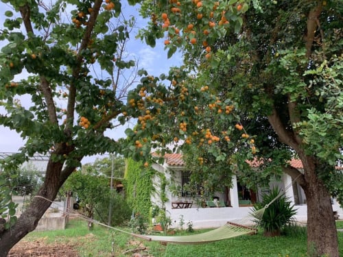 Frutteto con aranci presso l'Agriturismo Il Pomo d'oro a Assemini, Italia, con amaca e muri imbiancati