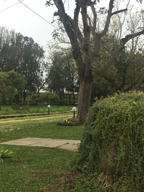 Albero maturo maestoso con siepi curate nel giardino dell'Agriturismo Il Pomo d'oro, Assemini