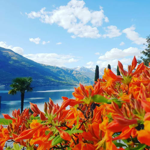Cose da fare vicino a Villa Vista Lago | Primavera fioritura in Villa Vista Lago | Hotel in Bellano | Bed & Breakfast in Bellano | B&B in Bellano | Hotel lago di Como a Bellano | Hotels | Dove dormire Bellano | Casa Vacanze in Bellano | Appartamento lussuoso in Bellano | Modern design vista lago | Downtown Varenna | Il Pontile Bellano