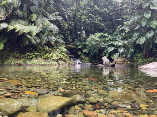 Tropical river stream surrounded by lush ferns and jungle vegetation at Gites villa Bagatelle, Sainte-Rose, Guadeloupe