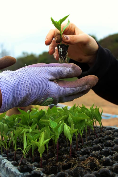 Mãos plantando mudas no solo do projeto de horta da pousada no Rio de Janeiro