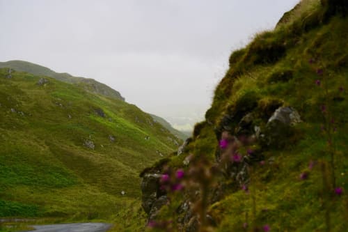 Moss-covered hillside with purple flowers near Sliabh Beagh Hotel in Monaghan, Ireland