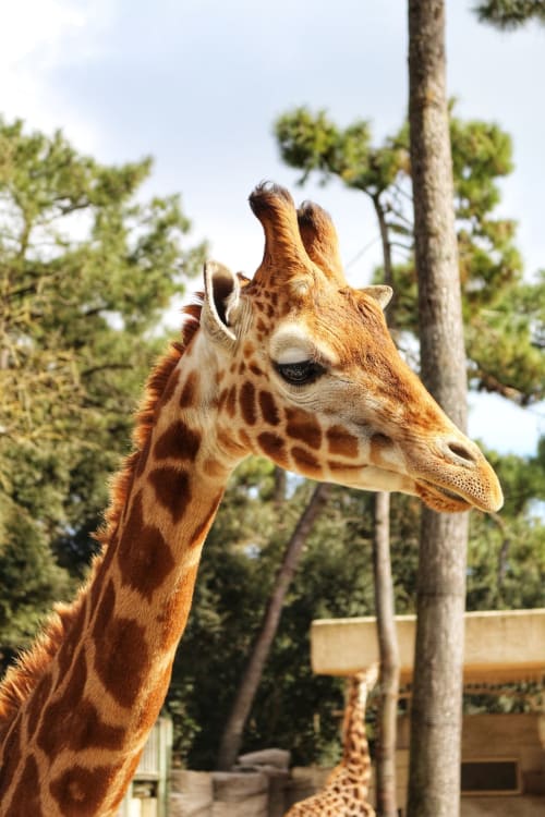 Girafe au parc animalier près de l'hôtel Room In Toulouse, La Salvetat-Saint-Gilles, France