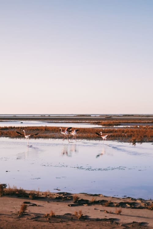 Camargue