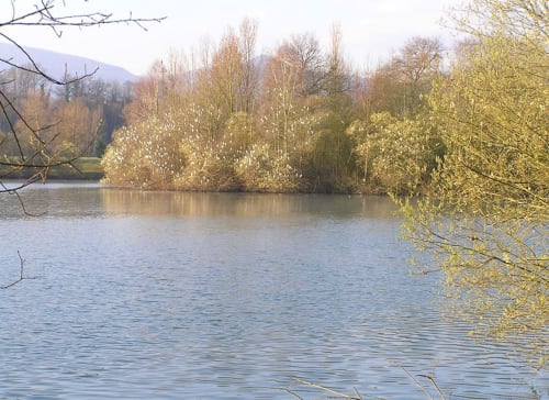 Lac, Pyrénées, canards, lac de montréjeau, oiseaux, nature