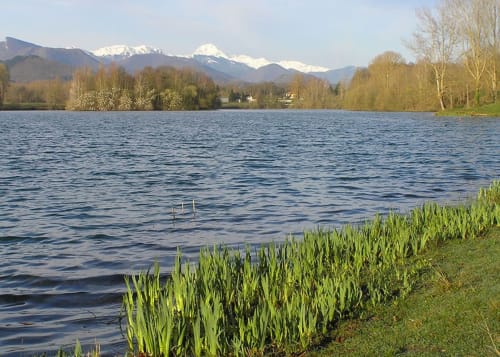 Lac, Pyrénées, canards, lac de montréjeau, oiseaux, nature, Pic du midi