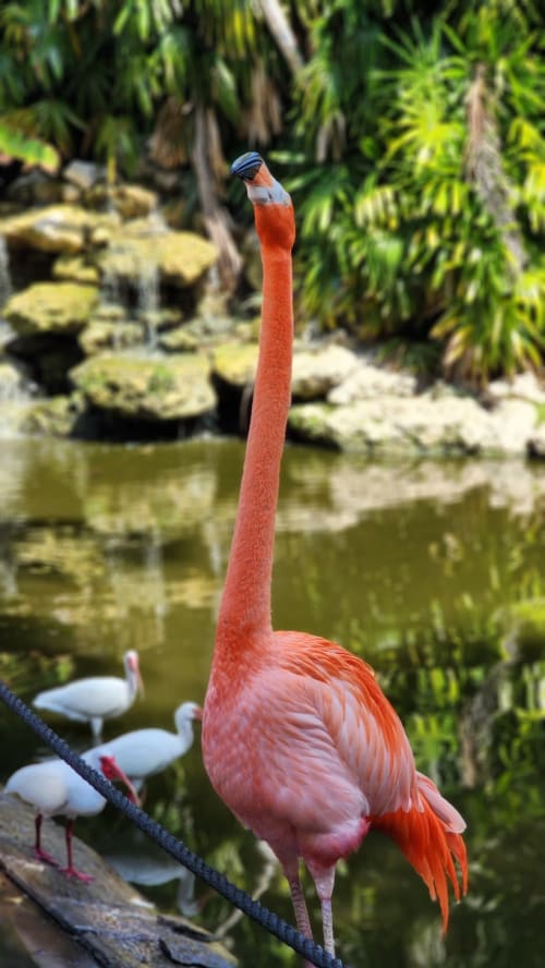 Fenicottero rosa dal lungo collo e testa blu nella vasca di un agriturismo italiano circondato da una rigogliosa vegetazione